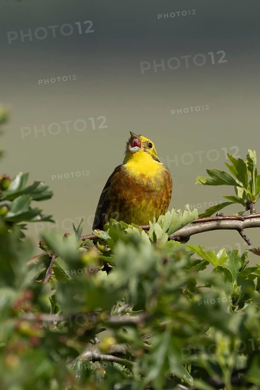 Yellowhammer (Emberiza citrinella) adult male bird singing in a hawthorn hedgerow in summer, England, United Kingdom