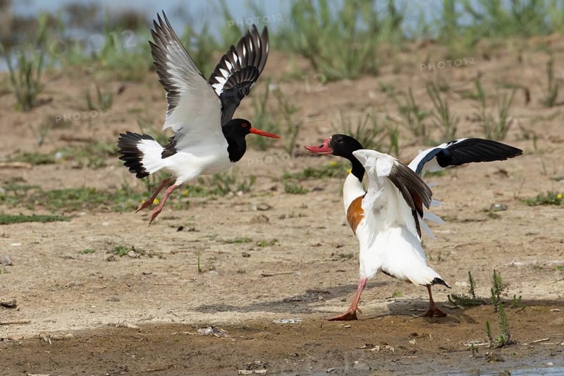 Eurasian oystercatcher (Haematopus ostralegus) adult wading bird fighting with a Shelduck (Tadorna tadorna) on an island in summer, RSPB Minsmere nature reserve, Suffolk, England, United Kingdom