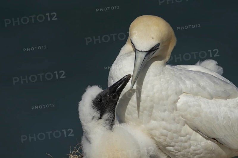 Northern gannet (Morus bassanus) adult parent bird and juvenile baby chick seabirds on a nest on a coastal cliff top in summer, RSPB Bempton cliffs nature resevre, Yorkshire, England, United Kingdom