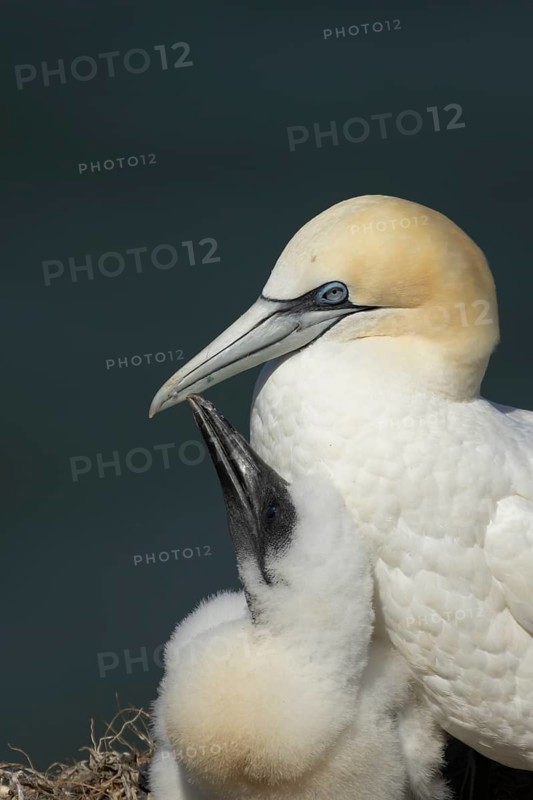 Northern gannet (Morus bassanus) adult parent bird and juvenile baby chick seabirds on a nest on a coastal cliff top in summer, RSPB Bempton cliffs nature resevre, Yorkshire, England, United Kingdom