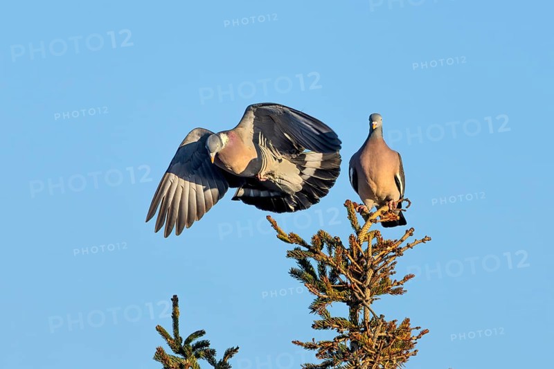 Wood pigeon (Columba palumbus) attacking an intruder, confrontation, courtship behaviour, aerial fight, Denmark