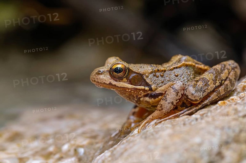 The Common Frog (Rana temporaria) near Bad Reichenhall in the Alps. The Common Frog in the clear water of the mountain stream
