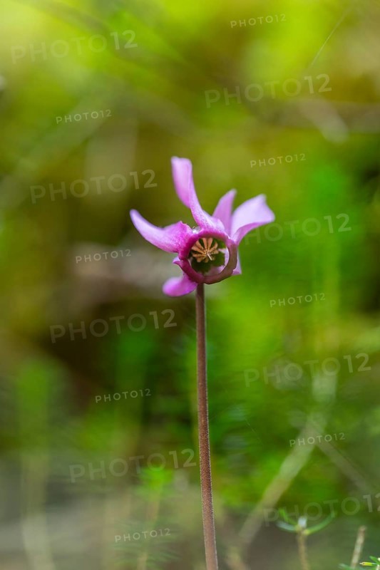 Delicate cyclamen blossom in Bad Reichenhall. Close-up of flowers on hiking trail in the Alps