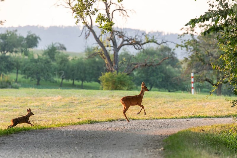 Deer and fawn cross the forest trail at sunset
