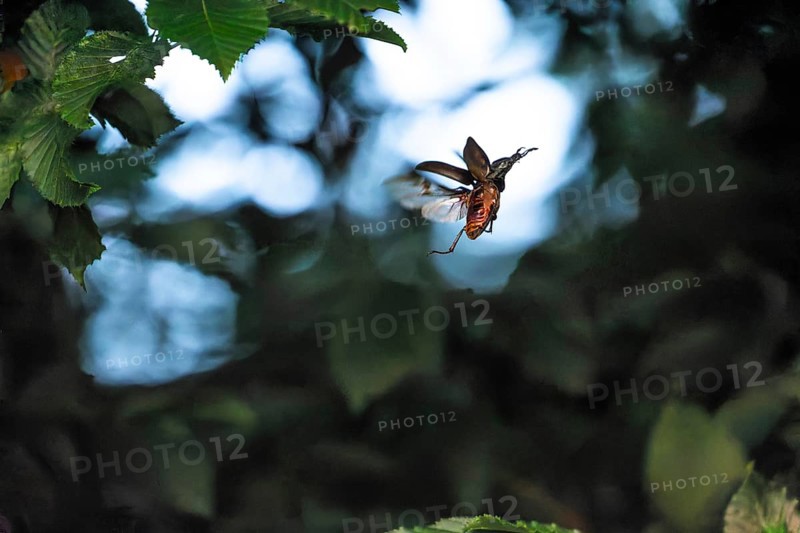 Stag beetle hovers in the trees of the Voralb at sunset