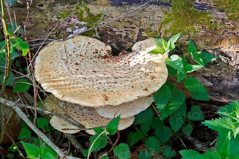 Scaly stem porling (Cerioporus squamosus) on dead wood, Peene Valley nature park Park, Mecklenburg-Western Pomerania, Germany