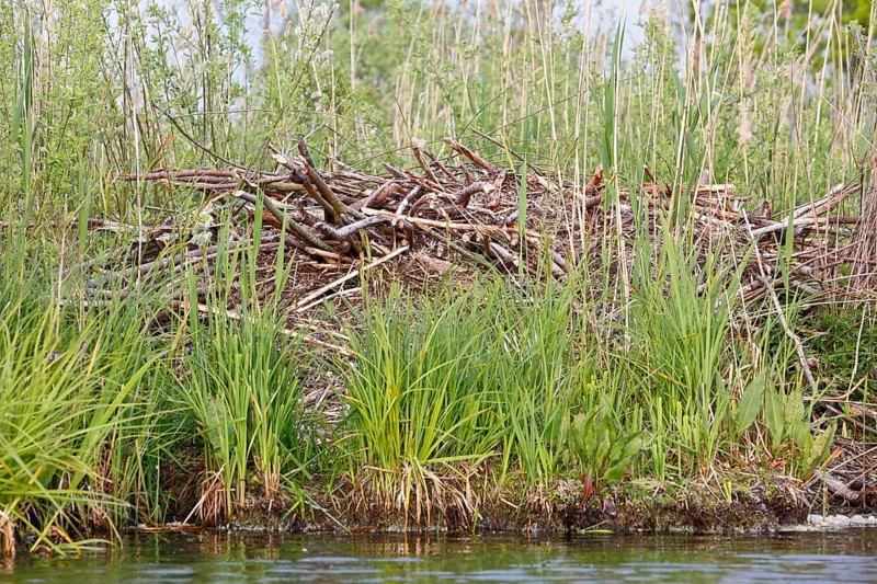 Beaver (Castor fibre), castle of a beaver on the banks of the Peene, dwelling of a beaver, Peene Valley nature park Park, Mecklenburg-Western Pomerania, Germany