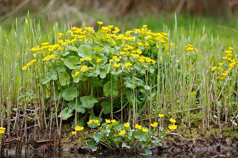 Marsh marigold (Caltha palustris), flowers in a wetland habitat, Peene Valley nature park Park, Mecklenburg-Western Pomerania, Germany