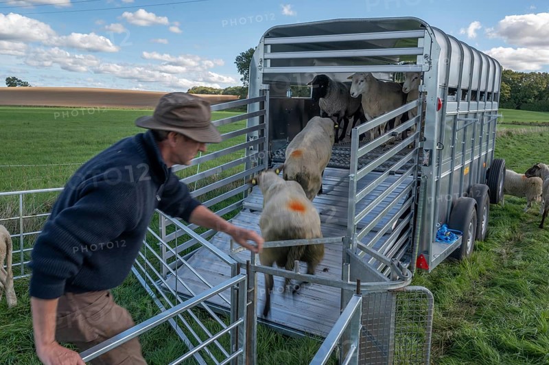 Shepherd loading his sheep into the two-story animal transporter, in the pasture, Rehna, Mecklenburg. -Vorpommern, Germany