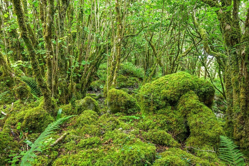 Mossy forest and ferns at St Colman's Chapel and Sacred Spring, Burren, Keelhilla, Carran, County Clare, Ireland