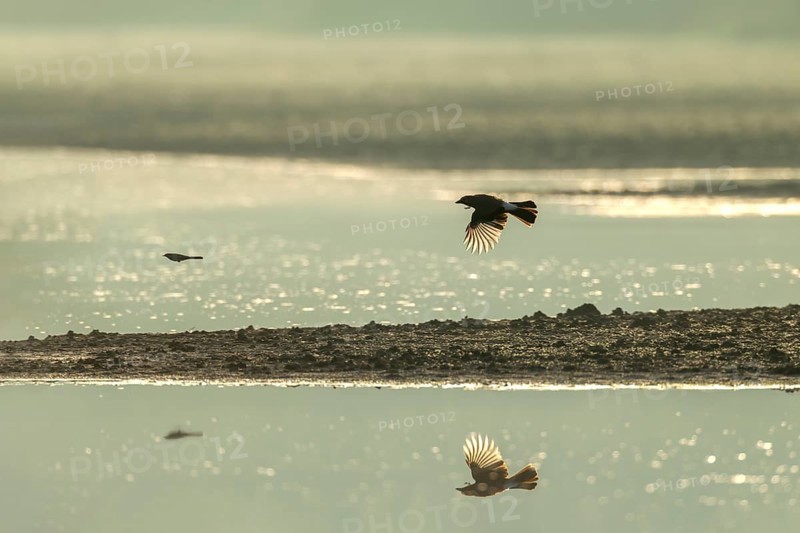 Eurasian jay (Garrulus glandarius) chasing a white wagtail, pursue, prey, prey animal, flight photo, Germany