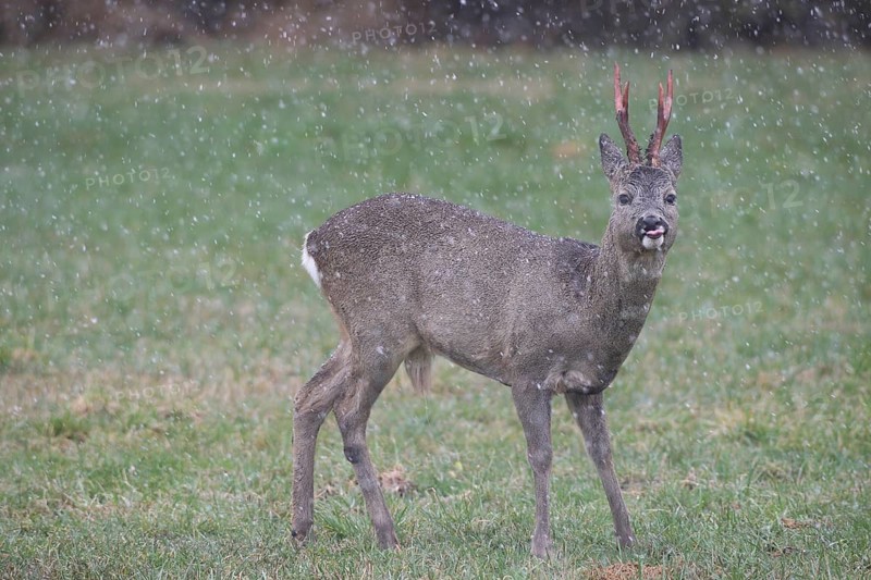Roe deer (Capreolus capreolus) buck with freshly swept, still red antlers in the meadow during snowfall, Allgäu, Bavaria, Germany, Allgäu, Bavaria, Germany