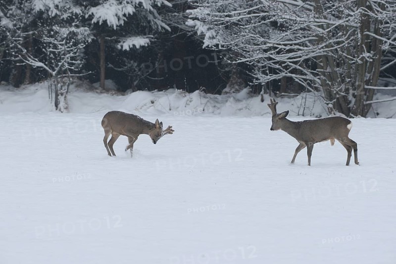 Roe deer (Capreolus capreolus) Bucks in velvet antlers sit with their forelegs in the snow on the meadow, imposing behaviour, Allgäu, Bavaria, Germany, Allgäu, Bavaria, Germany