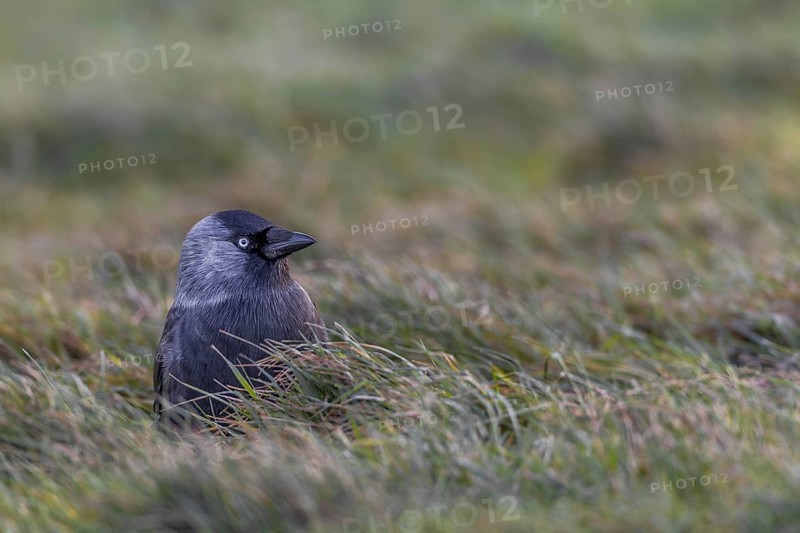 Jackdaw (Corvus monedula) sitting in a meadow in the last evening light, Germany
