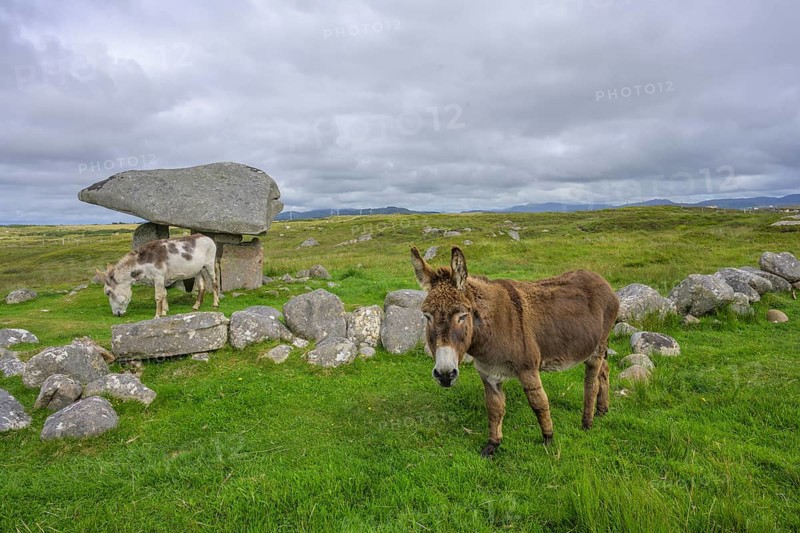 Donkey at the dolmen of, Kilclooney, County Donegal, Ireland