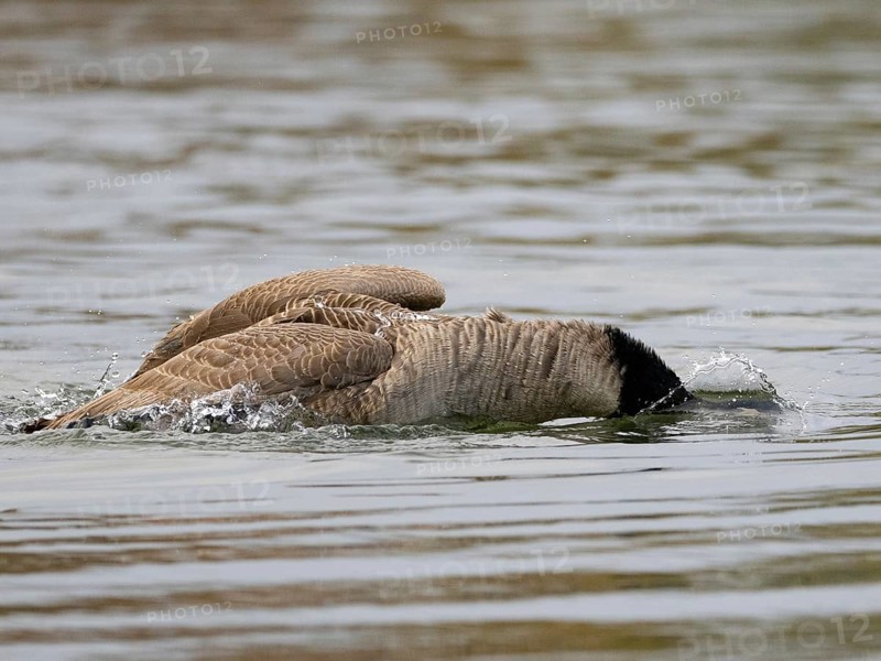 A Canada goose bathing, Ümminger See, Bochum, North Rhine-Westphalia, Germany