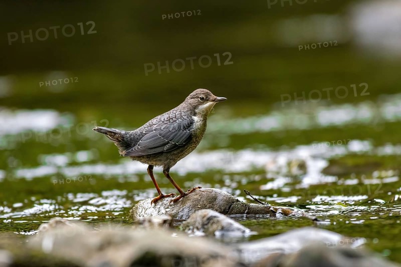 A dipper sits in a stream, Hönnetal, Sauerland, North Rhine-Westphalia, Germany