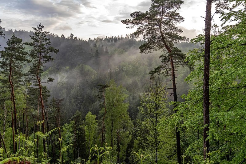 Fog in the forest of Bohemian Switzerland National Park near Hrensko, Czech Republic