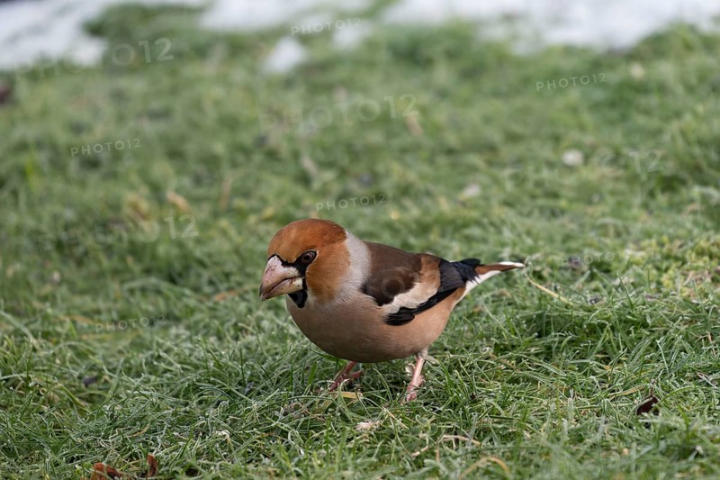 Hawfinch (Coccothraustes coccothraustes) searching for food in winter, North Rhine-Westphalia, Germany