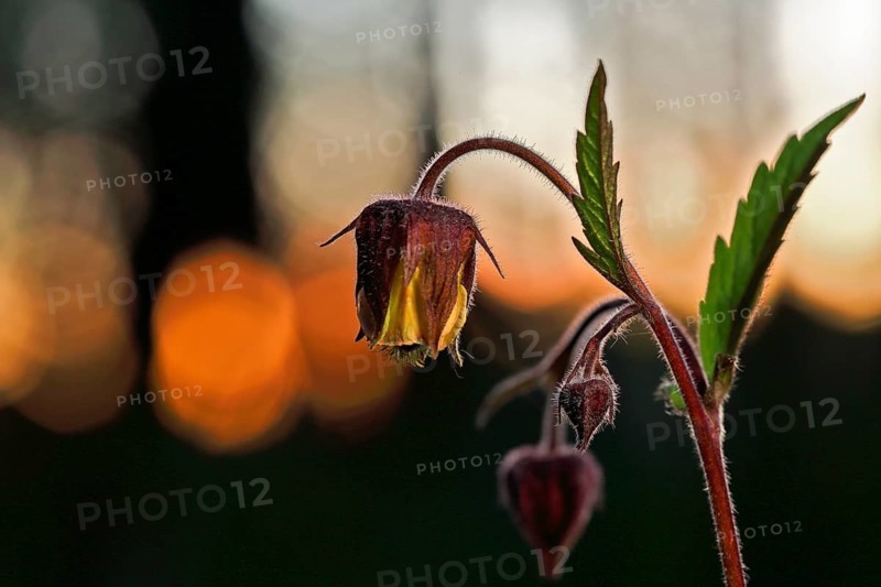 Brooklime (Geum rivale), flowering in the evening light, Peene Valley nature park Park, Mecklenburg-Western Pomerania, Germany