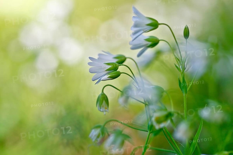 Greater stitchwort (Rabelera holostea, synonym: Stellaria holostea L.), backlit flowers, Peene Valley nature park Park, Mecklenburg-Western Pomerania, Germany