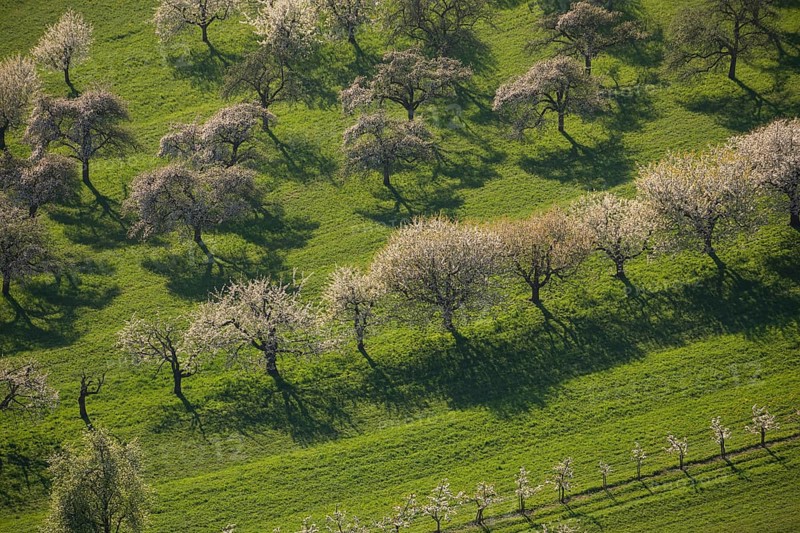 Blooming orchards on the Albtrauf near Neidlingen at sunset