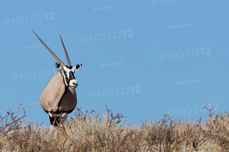 Gemsbok (Oryx gazella), adult female, standing on a rocky ridge among dry bushes, looking at camera, alert, blue sky, Kgalagadi Transfrontier Park, Northern Cape, South Africa
