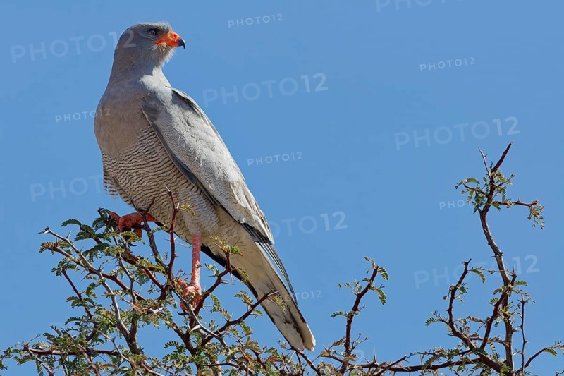 Pale chanting goshawk (Melierax canorus), adult, sitting on a tree branch, on the lookout, blue sky, Kgalagadi Transfrontier Park, Northern Cape, South Africa