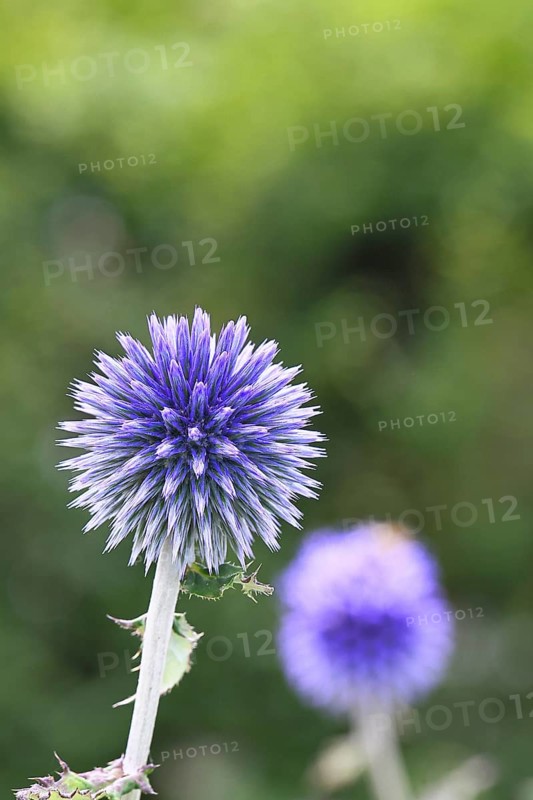 Blue globe thistle (Echinops ritro), flower, ornamental plant in a garden, Wilnsdorf, North Rhine-Westphalia, Germany