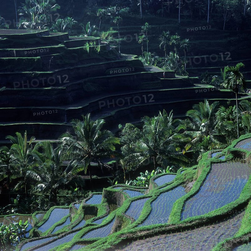 Terrace rice paddies near Tegallalang, Bali, Indonesia