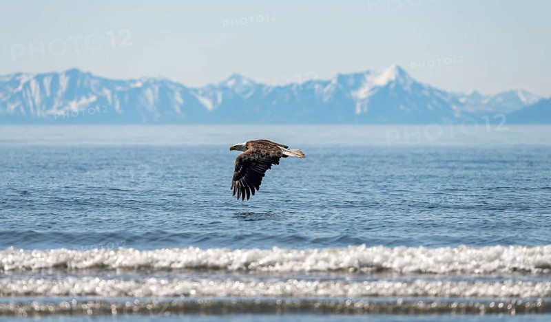 Bald eagle (Haliaeetus leucocephalus) in flight, Anchor Point at Cook Inlet, white mountain peaks of the Aleutian chain in the background, Anchor River State Recreation Area, Alaska, USA