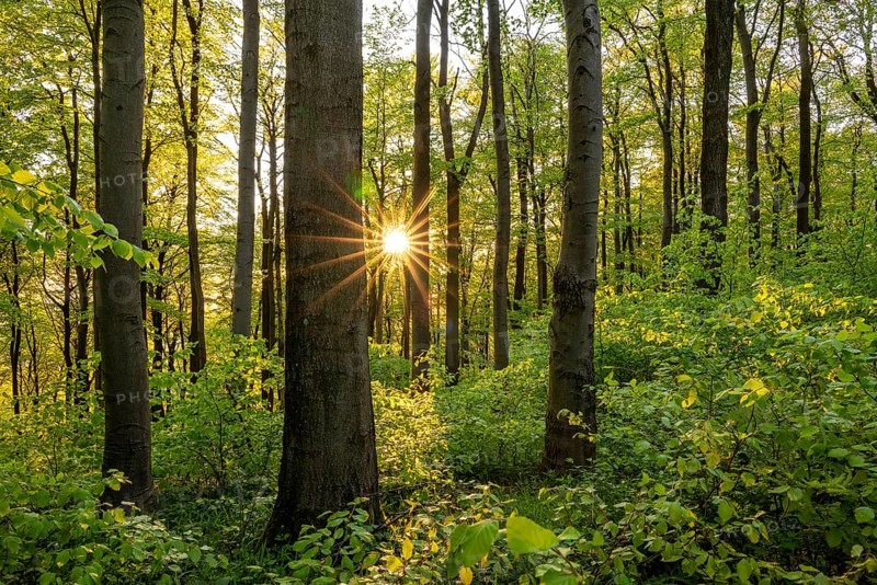 The evening sun shines atmospherically through the trees of an idyllic beech forest in spring, Ith, Weser Hills, Lower Saxony, Germany