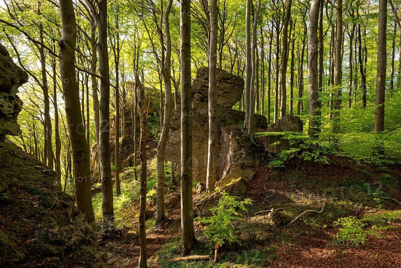Idyllic deciduous forest surrounds the mighty cliffs of Ith, atmospheric scene in spring, Lauensteiner Kopf, Ith-Hils-Weg, Weser Hills, Lower Saxony, Germany