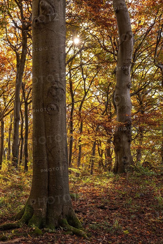 Trees in an idyllic autumn deciduous forest, Saubrink-Oberberg Nature Reserve, Weser Hills, Lower Saxony, Germany
