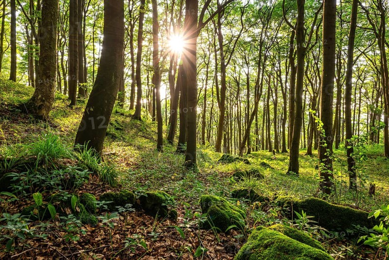 The sun shines through the trees of an idyllic beech forest in spring, Ith, Saubrink-Oberberg Nature Reserve, Weser Hills, Lower Saxony, Germany