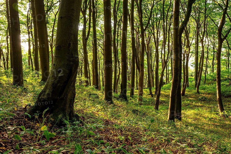 Light forest scene with lush green beech forest in spring, Ith, Saubrink-Oberberg Nature Reserve, Weser Hills, Lower Saxony, Germany