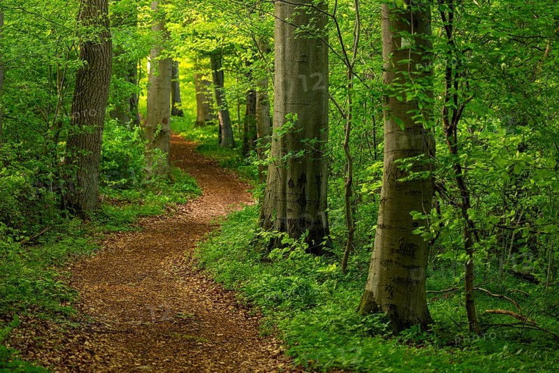A winding hiking trail snakes through the tree trunks of an idyllic beech forest, Ith-Hils-Weg, Weser Hills, Lower Saxony, Germany