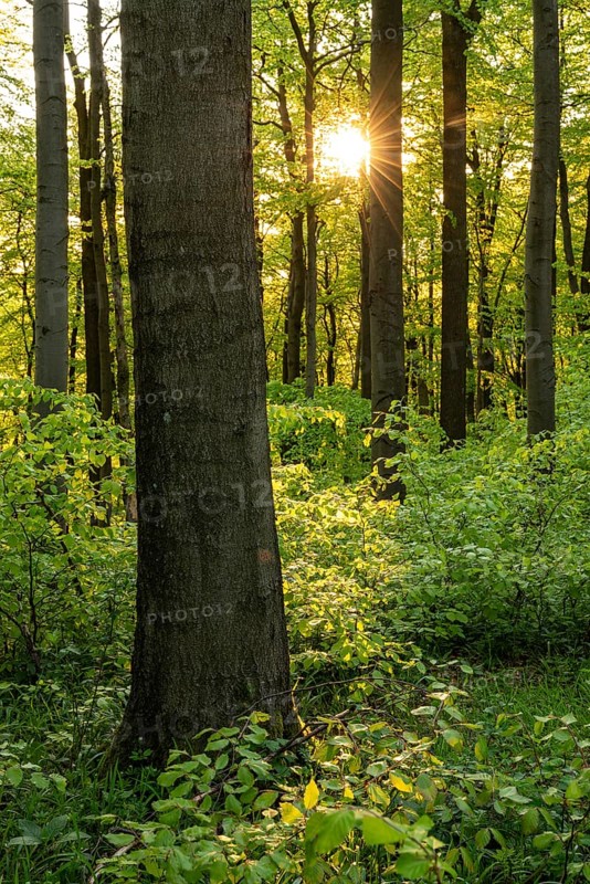 The evening sun shines atmospherically through the trees of an idyllic beech forest in spring, Ith, Weser Hills, Lower Saxony, Germany
