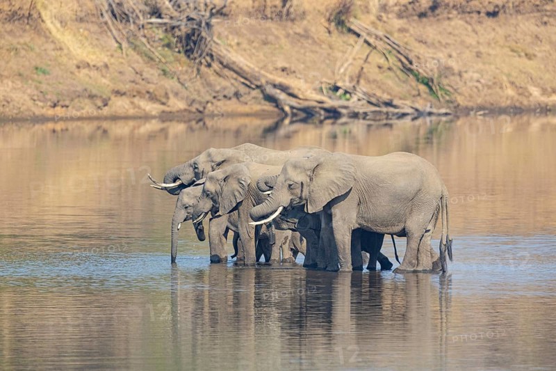 Family of the African elephant (Loxodonta africana) crossing the Luangwa River in Zambia