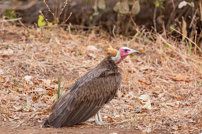 Black-capped vulture (Necrsoyrtes monachus) Zambia