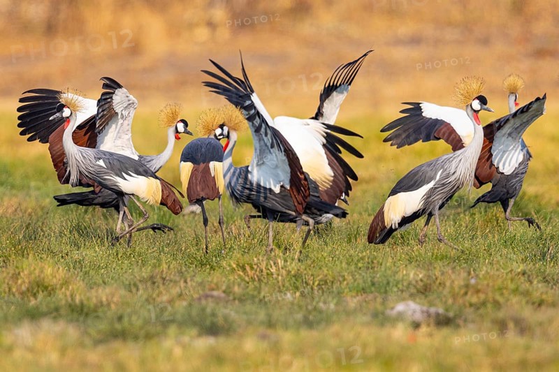 Crowned Crane (Balearica regulorum) Courtship behaviour Zambia