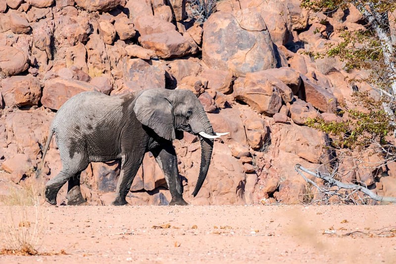 African elephant (Loxodonta africana), desert elephant, in the riverbed of the Ugab River, desert landscape with red rocky hills, Damaraland, Kunene region, Namibia