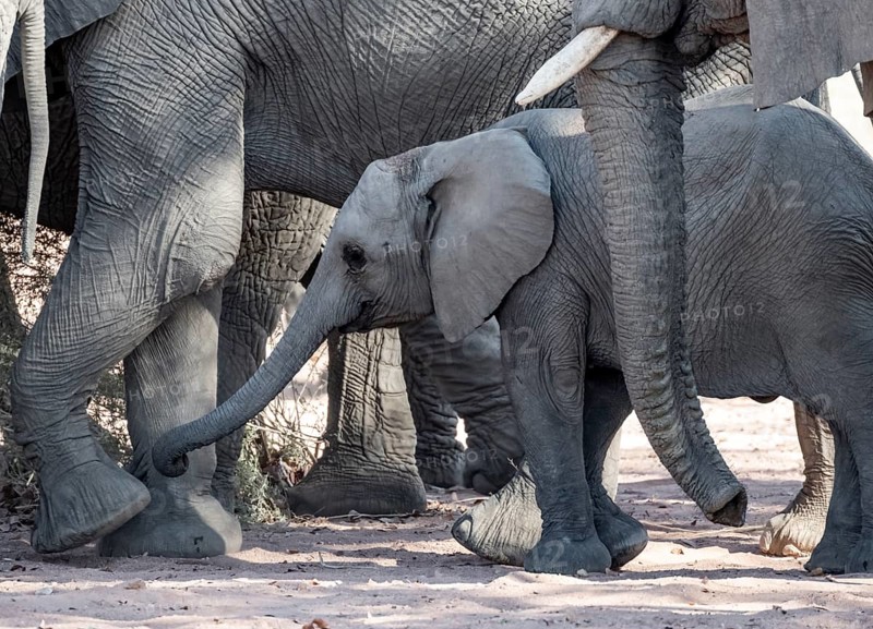 Juvenile between adult elephants, African elephant (Loxodonta africana), desert elephants, riverbed of the Ugab River, Damaraland, Kunene region, Namibia