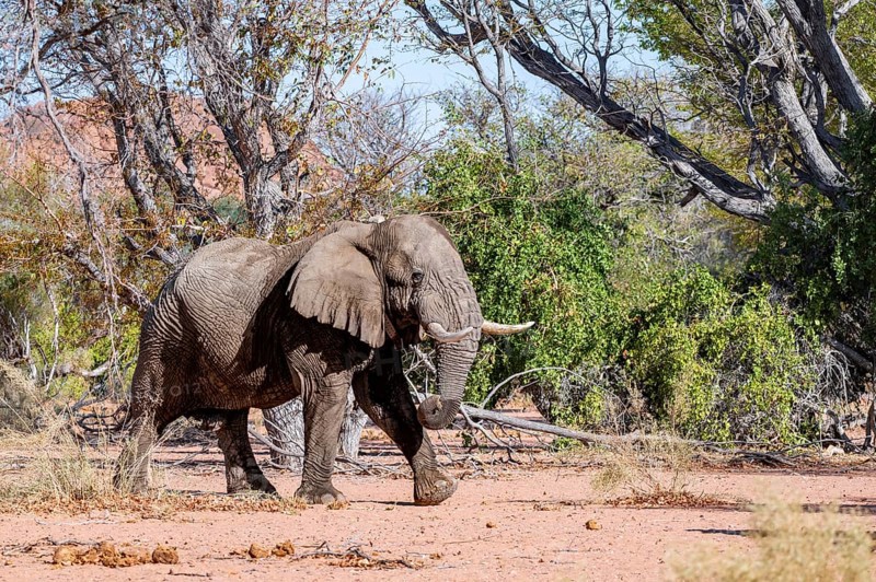 African elephant (Loxodonta africana), adult male, desert elephant, in the riverbed of the Ugab River, Damaraland, Kunene Region, Namibia