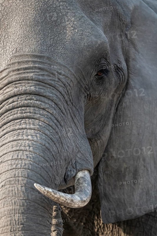 Animal portrait, African elephant (Loxodonta africana), Ihaha, Chobe National Park, Botswana
