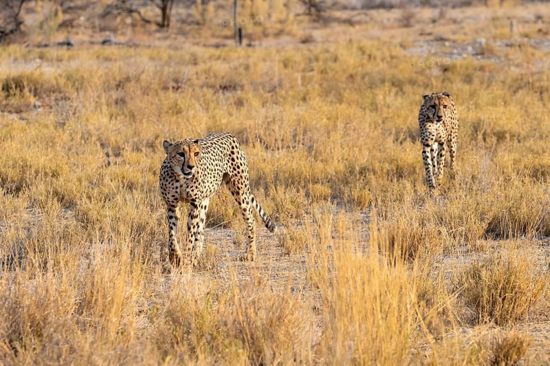 Two cheetahs (Acinonyx jubatus) in dry savannah, Etosha National Park, Namibia