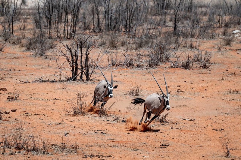 Two gemsbok (Oryx gazella) running, Etosha National Park, Namibia