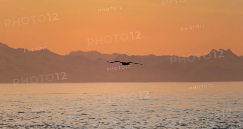 Bald eagle (Haliaeetus leucocephalus) flying in front of mountain silhouettes of the Aleutian chain, at sunset, picturesque golden light of the midnight sun, Cook Inlet, Anchor Point, Anchor River State Recreation Area, Alaska, USA