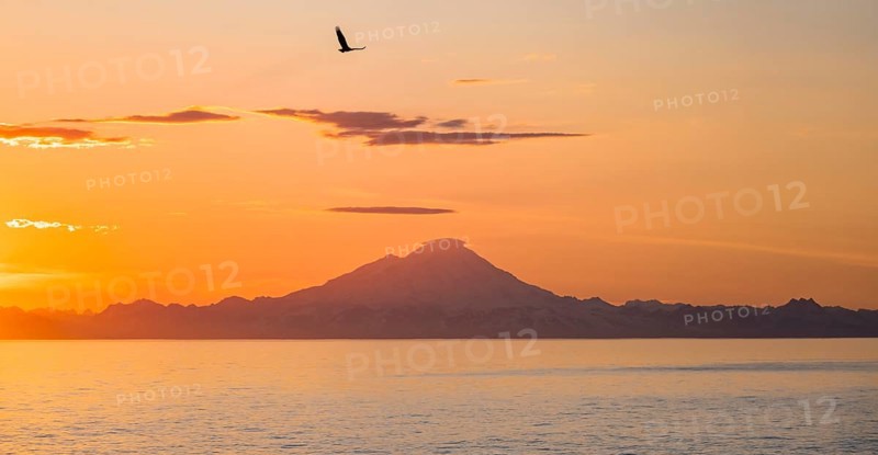 View over Cook Inlet to white mountain peaks of Mount Redoubt, at sunset, picturesque golden light of the midnight sun, bald eagle (Haliaeetus leucocephalus) in flight, mountains of the Aleutian chain, Anchor Point, Anchor River State Recreation Area, Alaska, USA