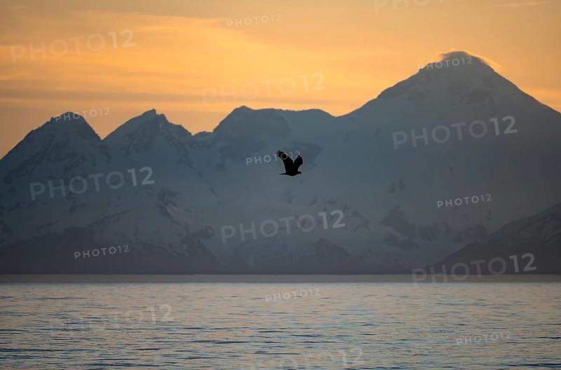 Bald eagle (Haliaeetus leucocephalus) flying in front of mountain silhouettes of the Aleutian chain with peak Mount Iliamna, at sunset, picturesque golden light of the midnight sun, Cook Inlet, Anchor Point, Anchor River State Recreation Area, Alaska, USA